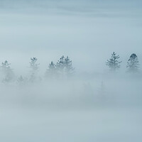 Buy canvas prints of Trees in Clouds by Jonny Gios
