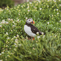 Buy canvas prints of The Lone Puffin  by Jonny Gios