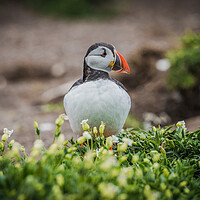 Buy canvas prints of Puffin standing tall  by Jonny Gios