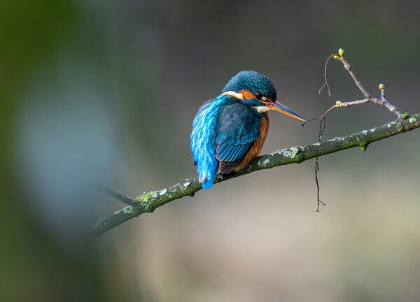 Kingfisher Laser Blue Picture Board by Jonny Gios