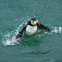 Buy canvas prints of Puffin Take Off by Jonny Gios