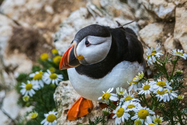 Puffin amongst flowers Picture Board by Jonny Gios