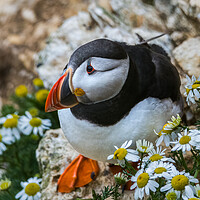 Buy canvas prints of Puffin amongst flowers by Jonny Gios