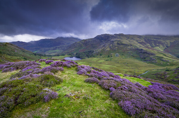 Great Langdale Heather  Picture Board by Jonny Gios