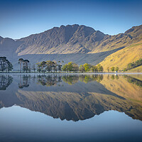 Buy canvas prints of Buttermere Pines by Jonny Gios