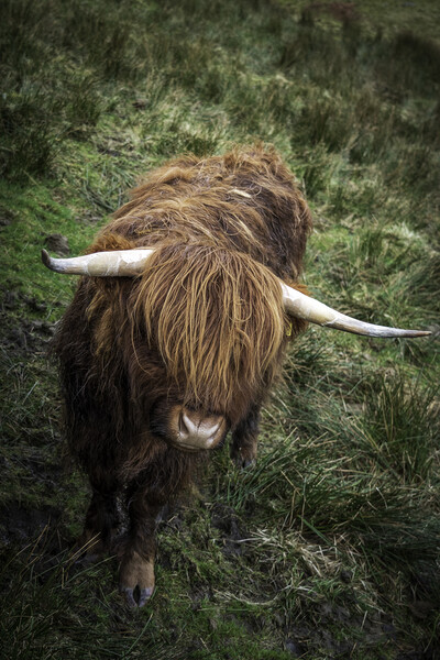 Highland Cow in a field near to the Kirkstone Pass Picture Board by Jonny Gios
