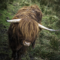 Buy canvas prints of Highland Cow in a field near to the Kirkstone Pass by Jonny Gios