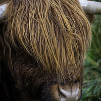 Buy canvas prints of Highland Hair by Jonny Gios