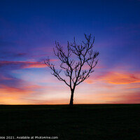 Buy canvas prints of The Lone Tree Sunset  by Jonny Gios