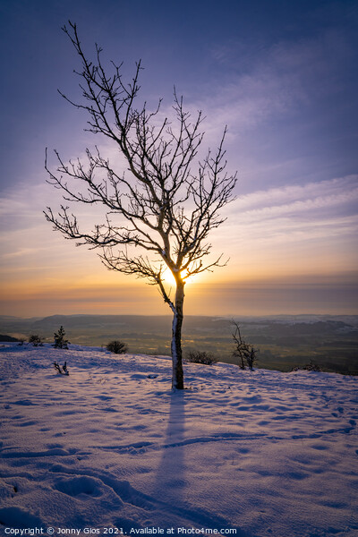 Lonely Tree at Scout Scar Picture Board by Jonny Gios