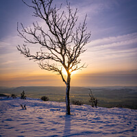 Buy canvas prints of Lonely Tree at Scout Scar by Jonny Gios
