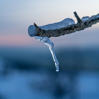 Buy canvas prints of Ice Branch  by Jonny Gios