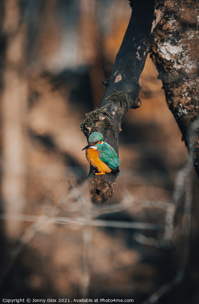 Kingfisher waiting to dive Picture Board by Jonny Gios