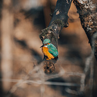 Buy canvas prints of Kingfisher waiting to dive by Jonny Gios