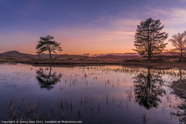 2 Trees of Kelly Hall Tarn at Sunset  Picture Board by Jonny Gios