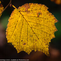 Buy canvas prints of Autumn Leaves by Leigh Windridge