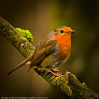 Buy canvas prints of Winter Robin by Leigh Windridge