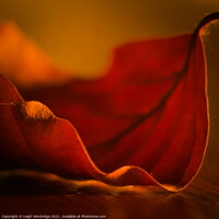 Buy canvas prints of Autumn Leaf Macro by Leigh Windridge