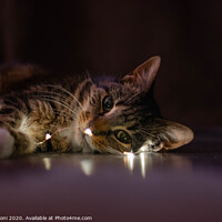 Buy canvas prints of Cat lookign at the camera dressed in lights by Craig Leoni