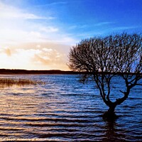 Buy canvas prints of Sunset at Kenfig Pool by Gaynor Ball