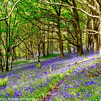 Buy canvas prints of Bluebell Wood at Margam by Gaynor Ball