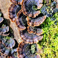 Buy canvas prints of turkey tail fungus by Gaynor Ball