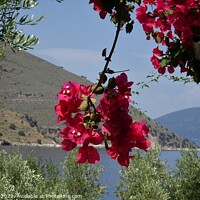 Buy canvas prints of Bougainvillea, harbour of Agia Efimia by Gaynor Ball