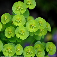 Buy canvas prints of Green by Gaynor Ball