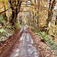 Buy canvas prints of The path through autumn woods at Margam, South Wales. by Gaynor Ball