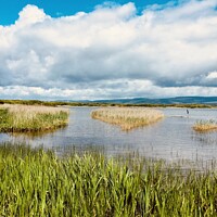 Buy canvas prints of Through the reeds at Kenfig Pool, Bridgend, South Wales by Gaynor Ball
