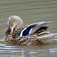 Buy canvas prints of Shy duck by Gaynor Ball