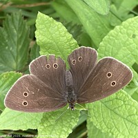Buy canvas prints of Ringlet butterfly (Aphantopus hyperantus) by Gaynor Ball