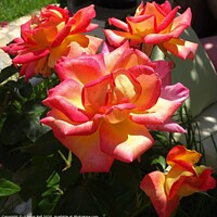 Buy canvas prints of Beautiful roses by Gaynor Ball