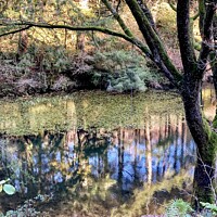 Buy canvas prints of Hidden Forestry pool by Gaynor Ball