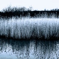 Buy canvas prints of Outdoor waterside reeds by Gaynor Ball