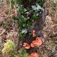 Buy canvas prints of Fungus on an ivy covered stump. by Gaynor Ball