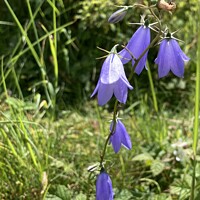Buy canvas prints of Delicate Harebells at Kenfig by Gaynor Ball