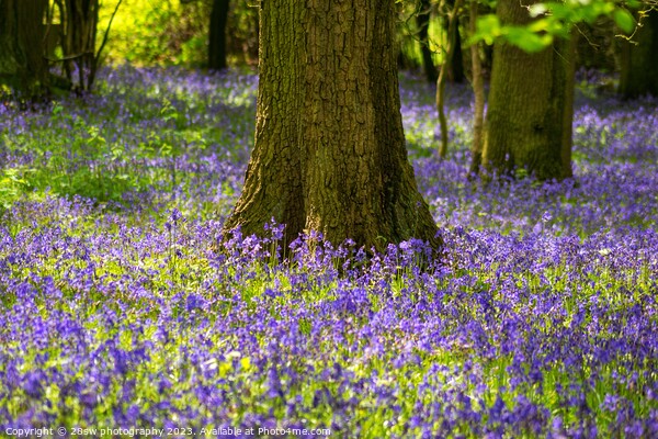 Beauty of the Bluebells. Picture Board by 28sw photography