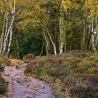 Buy canvas prints of The Autumn Path. by 28sw photography