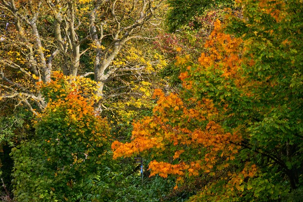 The Art of Autumn. Picture Board by 28sw photography