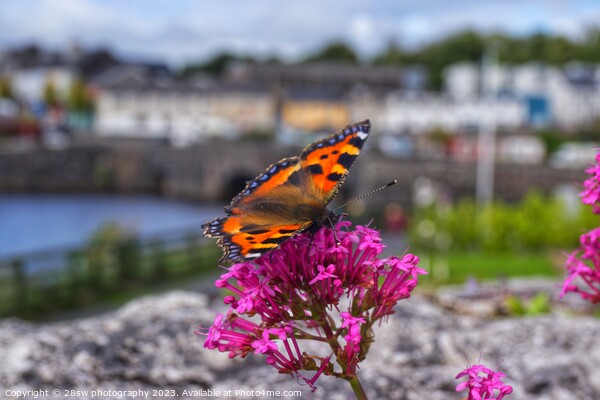 The Newport Butterfly. Picture Board by 28sw photography