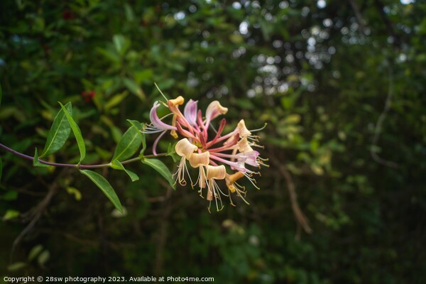 Honeysuckle Beauty - (Colour.) Picture Board by 28sw photography