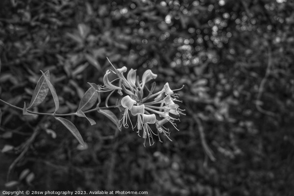 Honeysuckle Beauty - (Black and White.) Picture Board by 28sw photography