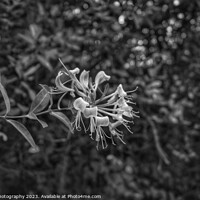 Buy canvas prints of Honeysuckle Beauty - (Black and White.) by 28sw photography