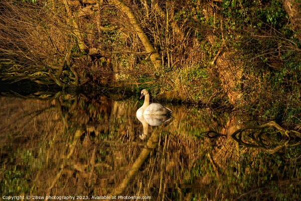 Stillness, Swan Beauty. Picture Board by 28sw photography