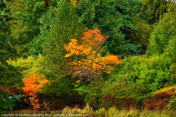 Highfields, Nature's Painting. Picture Board by 28sw photography