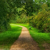 Buy canvas prints of The Path and Changes. by 28sw photography