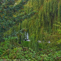 Buy canvas prints of Willow Tree and Layers. by 28sw photography