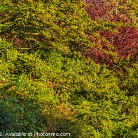 Buy canvas prints of The Autumn Panorama. by 28sw photography