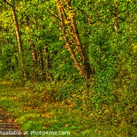 Buy canvas prints of Afternoon Autumn Walking - (Panorama.) by 28sw photography